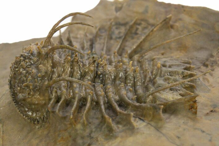 Odontopleurid (Ceratocephala?) Trilobite - Very Rare! #334840